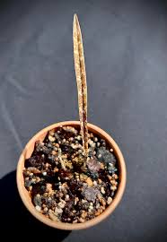 Image result for Oeceoclades decaryana