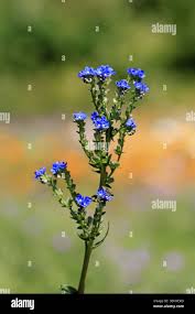 Image result for Anchusa capensis