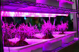 Jetzt preise vergleichen & sparen! Difference Between Led Lights And Grow Lights Are Led Lights Better For Plants