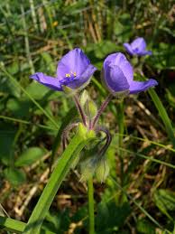 Image result for Meiosperma bracteatum