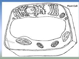 Plant cell coloring page answers. Structure And Function Chapter 4 Ppt Video Online Download
