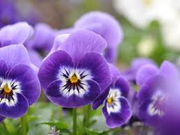 Von Der Vase Auf Den Teller Essbare Bluten Lecker Fruchte Ideen