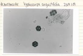 Image result for Kyphocarpa angustifolia