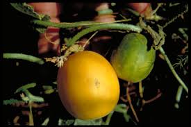 Image result for Cucumis melo