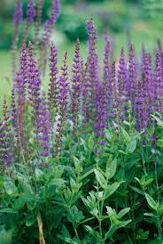 19 Beautiful Plants That Rabbits Don T Like Rabbit Resistant Plants Salvia Plants Shade Garden Plants