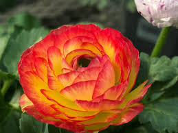 Maybe you would like to learn more about one of these? Hardy Boy Plants Denver Colorado