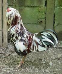 Russian Orloff Heritage Breed Hawkeye Pet Chickens Fancy Chickens Beautiful Chickens