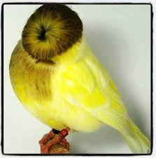 Yellow Bird With Spiky Hair Pin On Birds