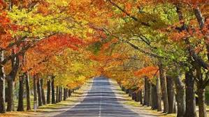 Image result for images Thy lovingkindness is better than life