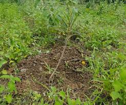 Image result for Euphorbia guerichiana