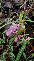 Image result for Impatiens psychadelphoides