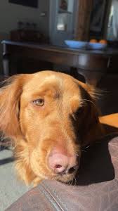 What is the Puppy Day program at Beth Donovan Hospice?