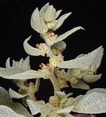 Image result for Atriplex