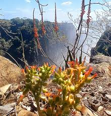 Image result for Multidentia concrescens