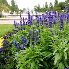 Image result for Salvia