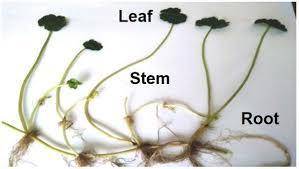 Image result for Hydrocotyle ranunculoides