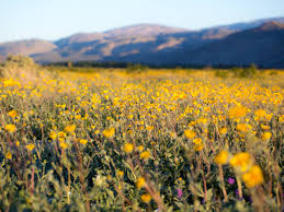 We're family owned and operated, and. How To Find Desert Wildflower Super Blooms