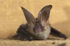 Go Batty with National Bat Week