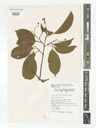 Image result for Schrebera trichoclada