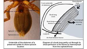 Spider Respiration System Text Images Music Video Glogster Edu Interactive Multimedia Posters