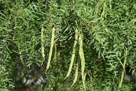 Image result for Prosopis glandulosa