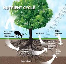 How Do Trees Stop Erosion Granite Seed