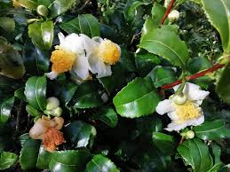 Image result for Camellia sinensis