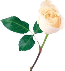 White Roses Png Images Free Download Flower Pixtures Including transparent png clip art, cartoon, icon, logo, silhouette, watercolors, outlines, etc. white roses png images free download