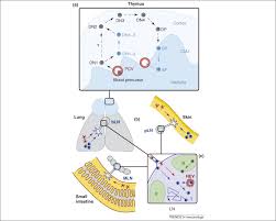 Phosphorylation glycosylation cleavage deamination methylation demethylation dephosphorylation. A Key Role For Ccr7 In Establishing Central And Peripheral Tolerance Trends In Immunology
