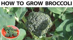 Common name:broccoli scientific name:brassica oleracea; How To Grow Broccoli From Seed To Harvest A Complete Guide Youtube