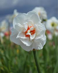 Acropolis Narcissus Narcissus Daffodils Narcissus Bulbs