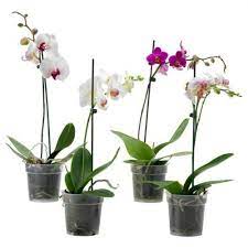 Your garden supplies hq · exclusive products · exclusive items Moth Orchids Buy Online In Dubai And All Over Uae