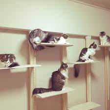ディアウォールなら叶う diyで素敵な棚作りアイデア12選 folk 猫の家具 ディアウォール キャットタワー