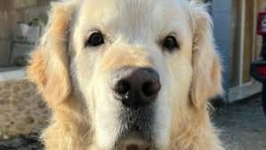 Mistral, il cane eroe: salva la vicina di casa caduta in giardino e allerta  i soccorsi prima di tutti