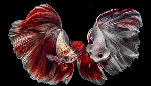 With an average of 40 international shows each year, the ibc has the most robust showing calendar in the betta world. Betta World Mv Home Facebook