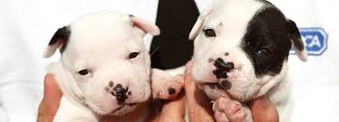By 18 weeks that figure. What You Need To Know About Puppy Vaccinations Rspca
