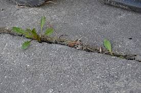A weed is a plant considered undesirable in a particular situation, a plant in the wrong place. Weed Wikipedia