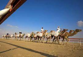 What began as a festival that focused mainly on camels and camel breeding was combined with the cultural from purebred arabian horse race, falcon competitions and saluki races to sour milk, dates. Abu Dhabi Hotel Hosts Camel Beauty Contest Hotelier Middle East