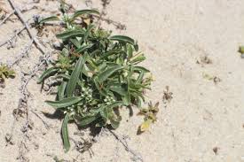 Image result for Enicostema