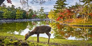 Selalunya kita asyik dengar pasal tokyo dan osaka setiap kali ada cerita pasal travel. 15 Tempat Menarik Di Nara 2021 Ketahui Sekarang
