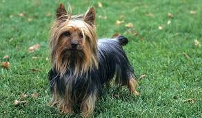 Reproducao Do Silky Terrier Filhotes E Periodo De Gestacao Mundo Ecologia