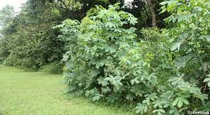 Image result for Manihot carthagenensis