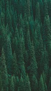 Trees Forest Green Wallpaper 1080x1920 Ultra hd на телефон (2160x3840) qhd mobile (1440x2560) на планшет (1280x1280) hd на телефон (1080x1920) wxga (800x1280) на телефон (720x1280) mobile (540x960).
