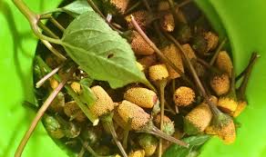 Image result for Spilanthes costata