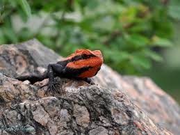 Oriental Garden Lizard Calotes Versicolor Aka Eastern Garden Lizard Or Changeable Lizard Lizard Reptiles And Amphibians Reptiles