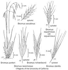 Image result for Bromus