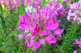 Image result for Cleome spinosa