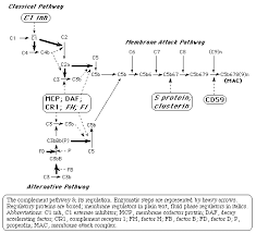 Image result for Complement Pathway