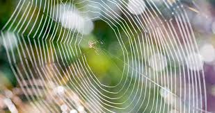 Comment enlever des toiles d'araignée. Tuer Les Araignees De Maison Une Mauvaise Idee