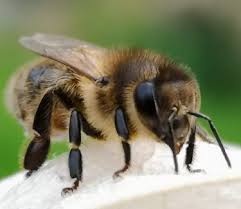 Download Nordgen Releases Plan For Conservation Of The Nordic Bee Nordgen